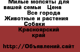 Милые мопсяты для вашей семьи › Цена ­ 20 000 - Все города Животные и растения » Собаки   . Красноярский край